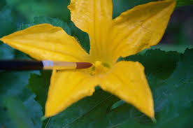 Check spelling or type a new query. How To Hand Pollinate Squash In 30 Seconds With Photos