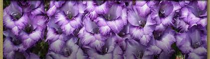 Pricing is per package and per variety (quantity discounts apply). Nagel S Glads Wholesale Gladiolus Bulbs Bulk Usa Glad Corms Beautiful Glad Bulbs Online Catalog Glad Bulb Wholesalers