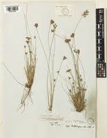 Image result for Bulbostylis densa