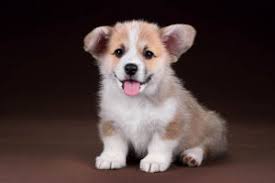 Males / females available 6 weeks old. Pembroke Welsh Corgi Puppies Are Furrrever Furry Babies