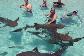 Swimming With Sharks on Compass Cay | Rum Therapy