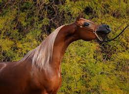 The arabian is a horse breed in red dead redemption 2 and red dead online. Coleal Arabian Horse Farm Arabian Horses Stallions Farms Arabians Horses For Sale Arabian Horse Network
