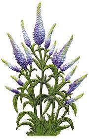 Pseudolysimachion spicatum) is a species of flowering plant in the family plantaginaceae. Berliner Zinnfiguren Ornament Veronica Spicata Spiked Speedwell Purchase Online