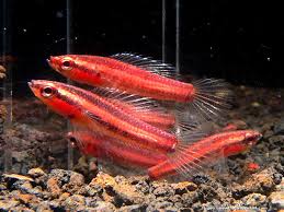 Parosphromenus Ornaticauda Aquarium Fish Beautiful Fish Freshwater Fish