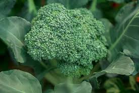 How to care for broccoli in your garden. How To Plant And Grow Broccoli Gardener S Path
