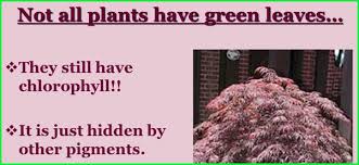 The process of photosynthesis is one of the most important biological processes occurring in nature. When Photosynthesis Occurs In Leaves Then How Does Cactus Make Its Own Food Quora