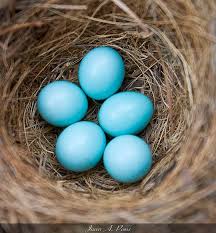 Birds That Lay Blue Eggs On The Ground Expecting With Images Blue Bird Bird Eggs Bluebird Nest