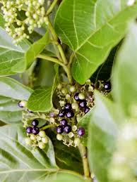 Image result for Premna serratifolia