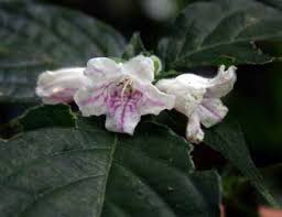 Image result for Tridactyle anthomaniaca