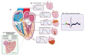Pleiotropic Effects Of Myocardial Mmp-9 Inhibition To Prevent Ventricular  Arrhythmia | Scientific Reports