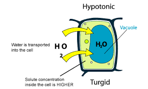 If I Place A Saltwater Plant Into A Container Of Fresh Water The Cells Of The Plant Will Absorb Or Release Water Socratic
