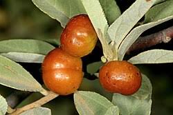 Image result for Grewia flava