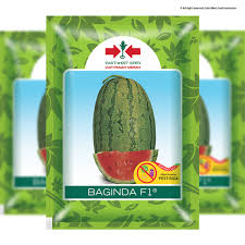 Buah semangka dapat dikonsumsi langsung sebagai buah saat sudah matang, bisa dijadikan salad buah atau dibuat jus. Baginda F1