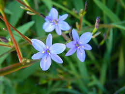 Image result for Aristea ecklonii