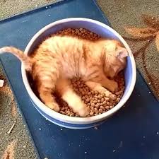 Ask Sin Sen Bebek Kedi Kedim Kedicik Cat Babycat Cute Baby Animals Funny Cats Cute Animals