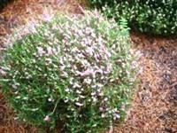Calluna Vulgaris Tib Heather Gardens Plants Garden