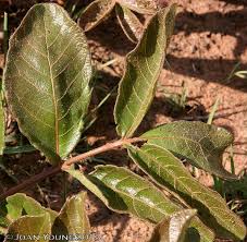 Image result for Lannea edulis