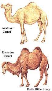 The camels will not appear at the ramkahen quartermaster, that is located in uldum, until you have become exalted. Pin On Desert Survivors