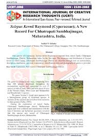 Image result for Lipocarpha kernii