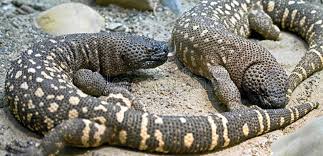 With such a diverse group of lizards being kept in the modern hobby, there is no surprise at their growing popularity. Mexican Beaded Lizard 4 Mexican Beaded Lizard Latin Name Heloderma Horridum Spon Lizard Beaded Mexican Horridum Hel Lizard Bead Lizard Mexican