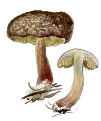 Image result for Xerocomellus diffractus