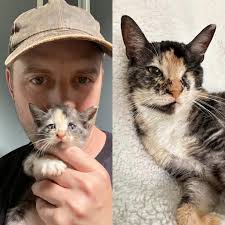 CHAI NEEDS OUR HELP! 🖤🧡🤍🤎 From Happy Tailz Cat Rescue, Inc ... We have  some sad news… Chai is back with our rescue after being adopted as she  started having more fevers