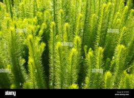 Image result for Phymaspermum