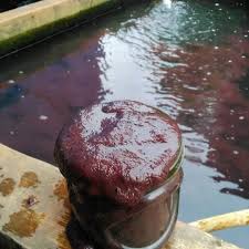 Belilah bibit cacing sutra dari petani yang kredibel. Cacing Sutra Cacing Rambut Pakan Untuk Makanan Ikan Hias Shopee Indonesia
