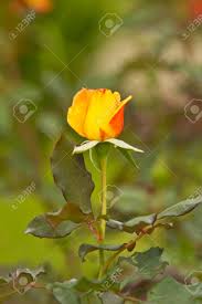 Reina Beatriz Se Levantó Hermosa Flor Rosa Modo De Color Fotos, retratos,  imágenes y fotografía de archivo libres de derecho. Image 17858584