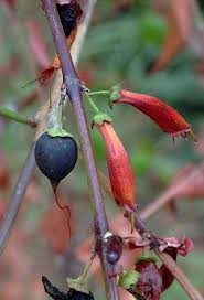 Image result for Halleria lucida