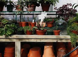 A great soil mixture for prayer plants is two parts sphagnum peat moss, one part loamy soil, and one part perlite or coarse sand. What To Do When Your Prayer Plant Leaves Start Curling The Healthy Houseplant