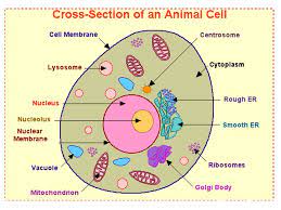 We did not find results for: Biochemical Aspects Of Cell Structural Organization Of Animal Cell Cell Membrane Protoplasm Bioplasm The Living Substance Inside The Cell Organized Ppt Download