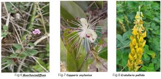 Image result for Ammannia baccifera