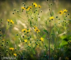 Image result for Helianthus angustifolius