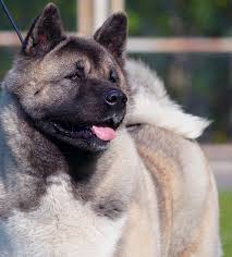 I am a neutered male akita mix. American Akita All For Almighty Kennel Dog Breeder