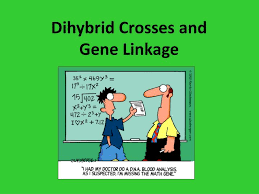 Looking at a cross between two traits at once. Ppt Dihybrid Crosses And Gene Linkage Powerpoint Presentation Free Download Id 3595810