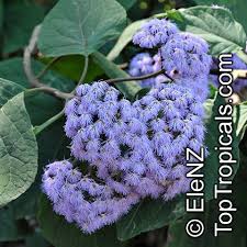 Image result for Bartlettina