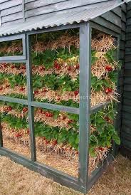 Diy Strawberry Bettideen 36 Kreative Losungen Garten Erdbeeren Anbauen Gartengestaltung
