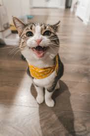 ‪270+ Cats Pictures | Download Free Images on Unsplash‬‏