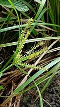 Image result for Courtoisina cyperoides