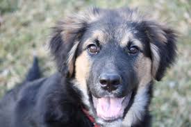 55 bernese mountain dog golden retriever german shepherd. Afghan Hound X German Shepherd Pets Lovers
