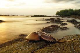 Every year, hundreds of thousands of horseshoe crabs are harvested for their valuable blue blood. Horseshoe Crabs Blood In The Water Geographical Magazine