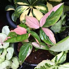 Oh My Syngonium Podophyllum Pink Splash Syngoniumpinksplash Syngoniumpodophyllumpinksplash Arrowheadplant Araceae Pl Plants Plant Leaves Pink Plant