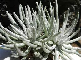 Image result for Caputia