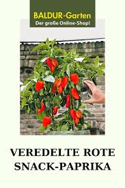 Grüner paprika,frische paprikapflanze,für küche und garten,grüne paprika pflanze. Rote Snack Paprika Paprika Bei Baldur Garten Pflanzen Gefullte Paprikaschoten Paprika Pflanzen