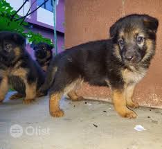 Hi i have 7 quality german shepherd puppies for sale. German Shepherd Puppies German Shepherd Dog Dogs Puppie Price In Jos South Nigeria Olist