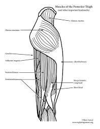 2003 ford escape rear drum brake diagram. Muscles Of The Hip And Thigh Posterior View Advanced