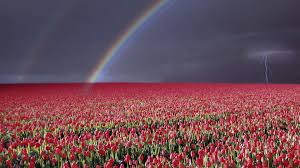 We did not find results for: 38 Flower Fields Ideas Flower Field Field Wallpaper Nature
