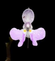 Image result for Impatiens hochstetteri