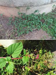 Image result for Boerhavia diffusa